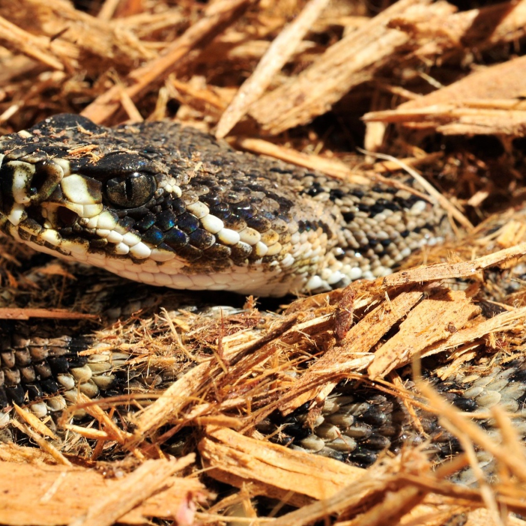 Змея в опилках