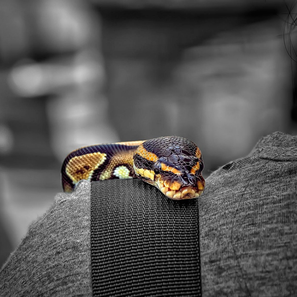 Змея на плече