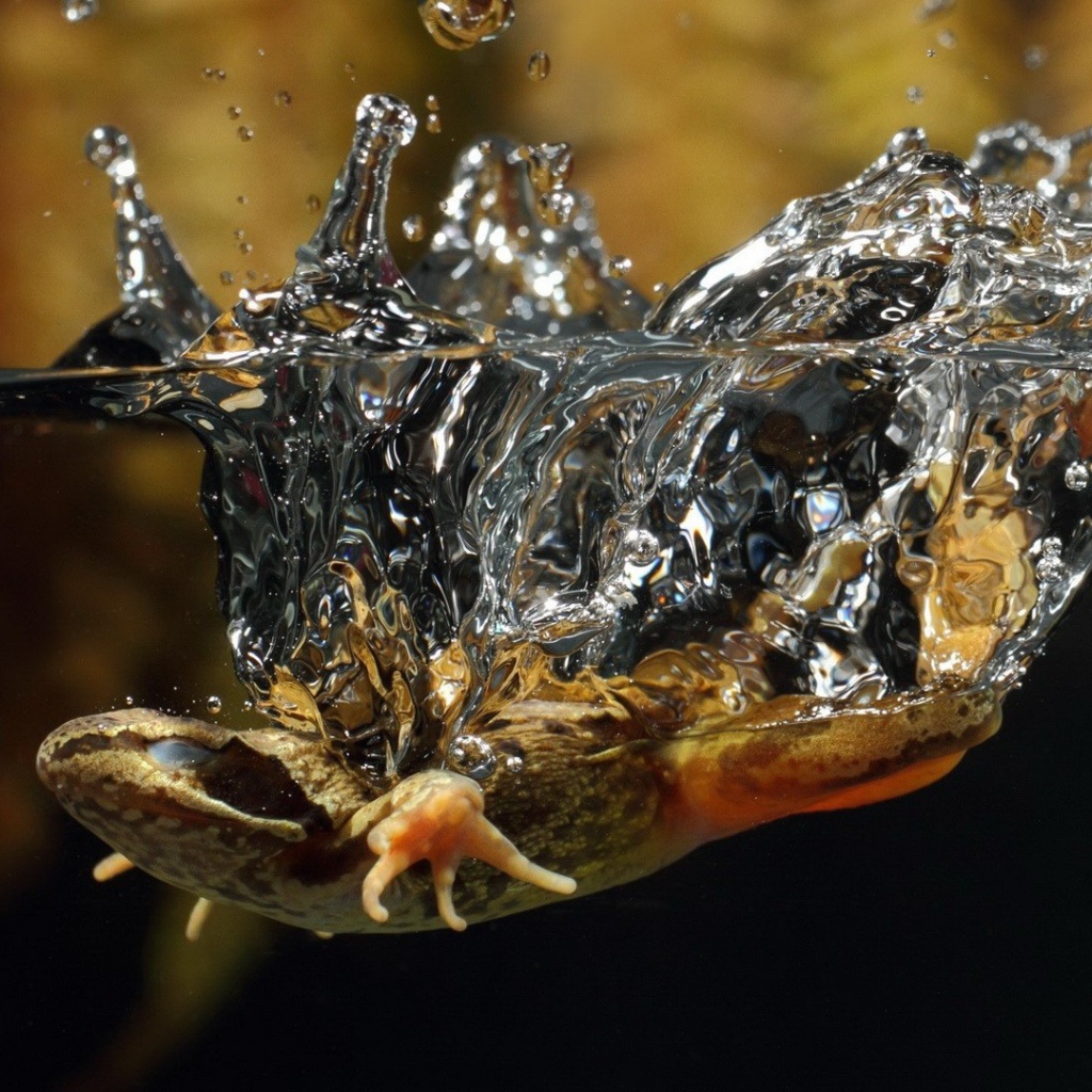 Ящерица упала в воду