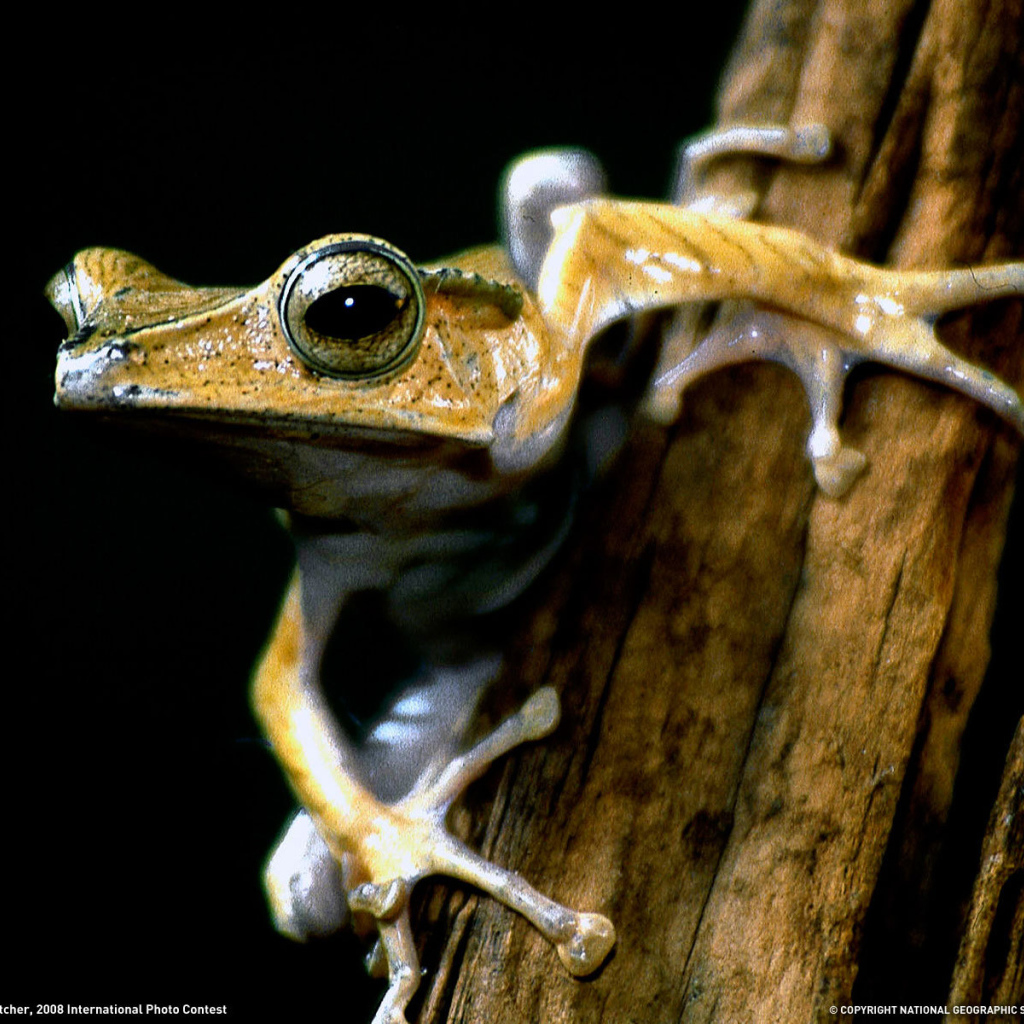 Древесная лягушка на ветке