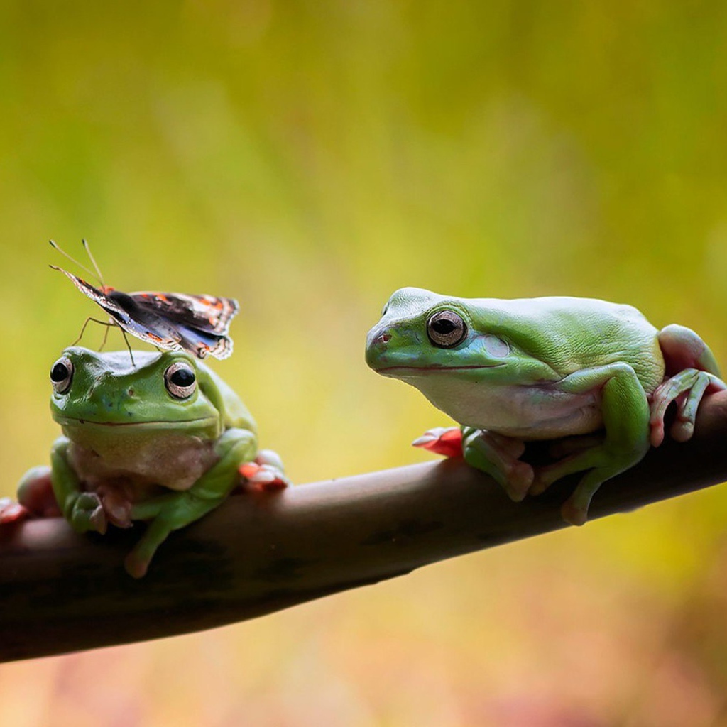 Две лягушки сидят на ветке