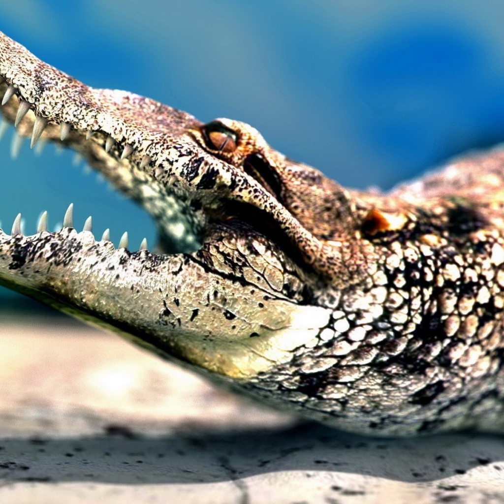 Молодой крокодил показывает зубы