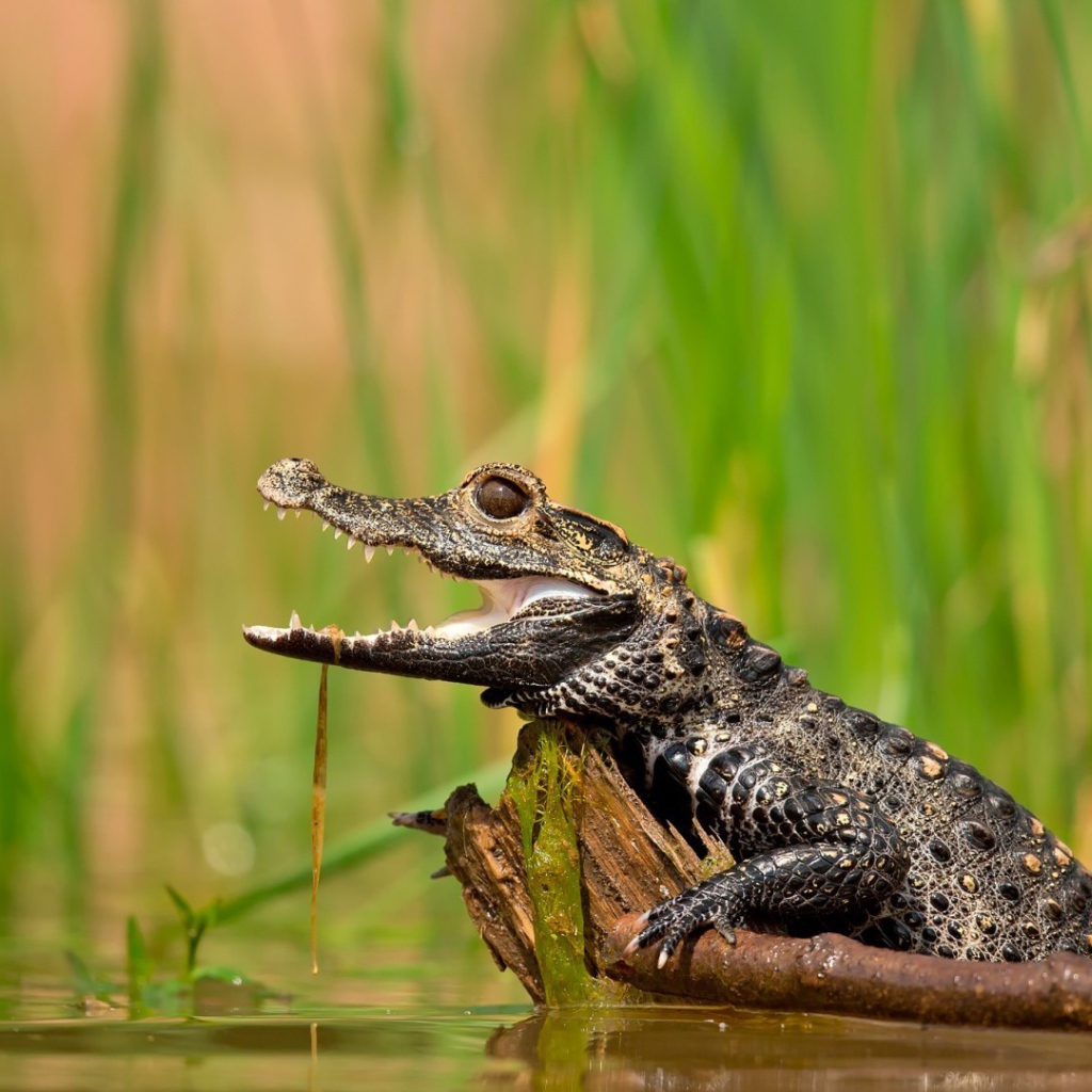 Молодой крокодил в болоте