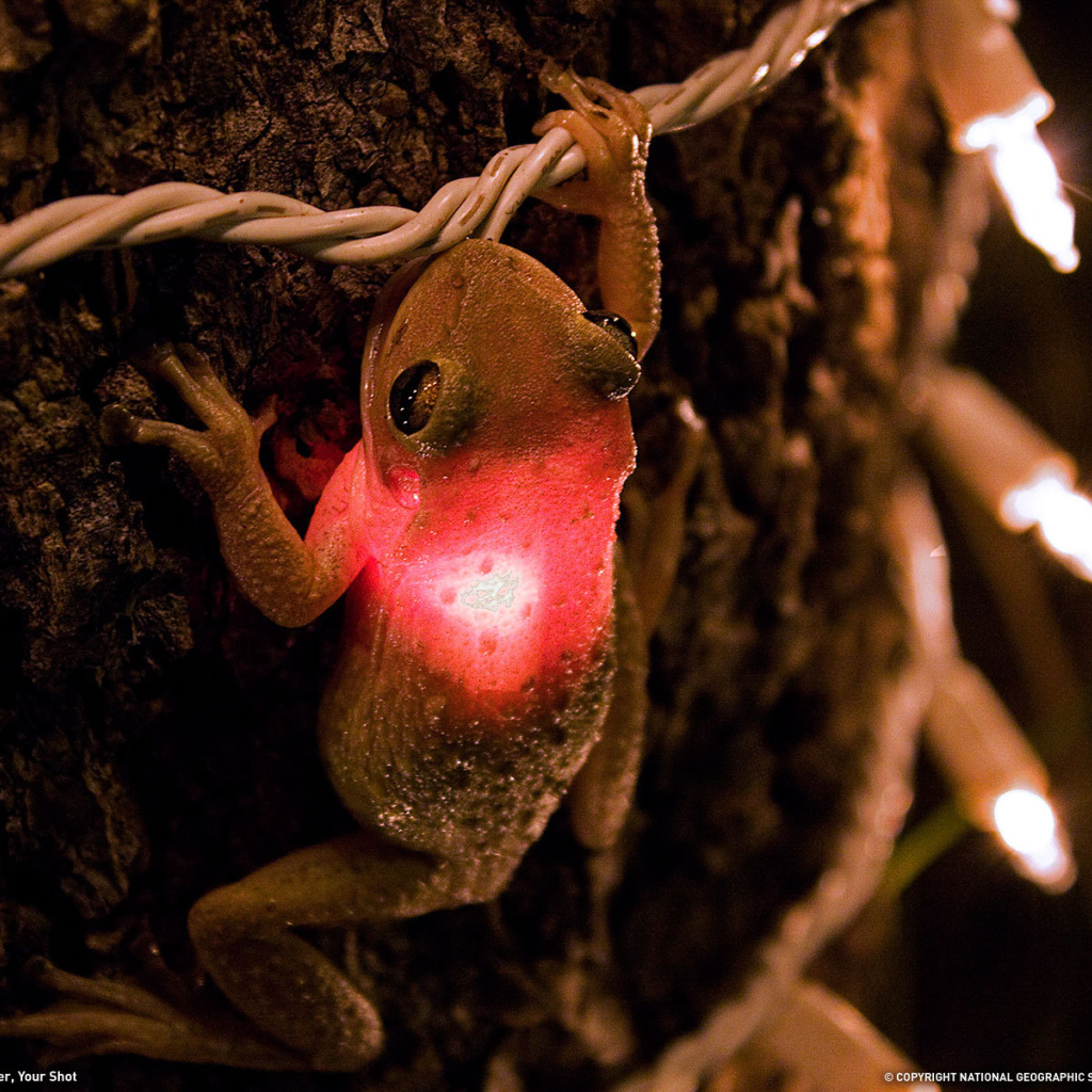 Лягушка проглотила лампочку