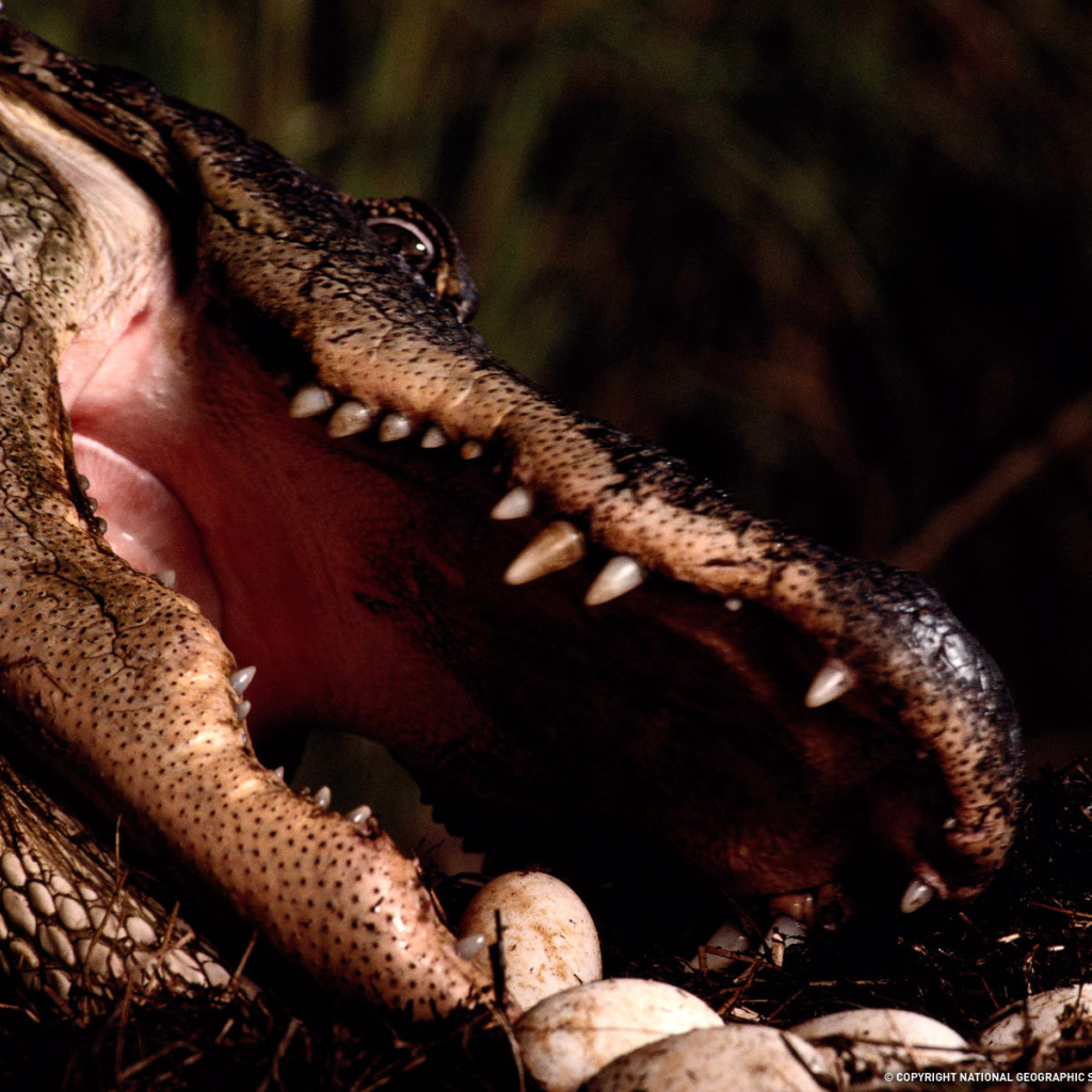 Заботливая мама крокодил