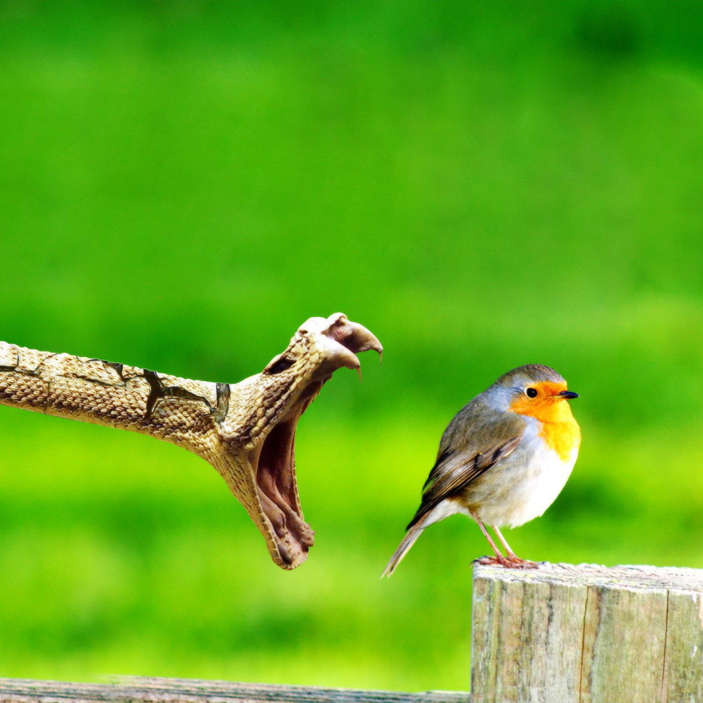 Змея ловит птицу