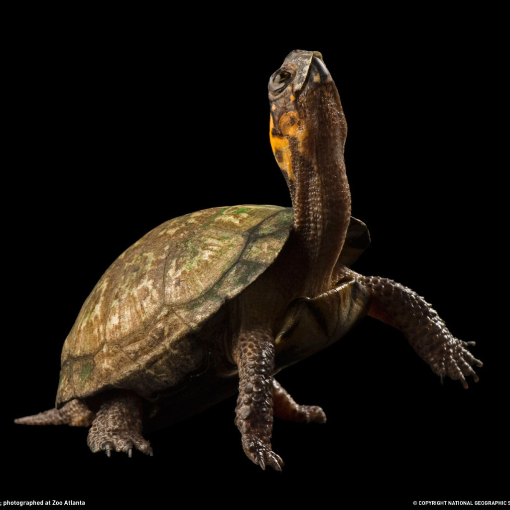 Черепаха на черном фоне
