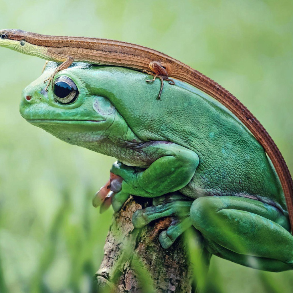 Ящерица верхом на лягушке