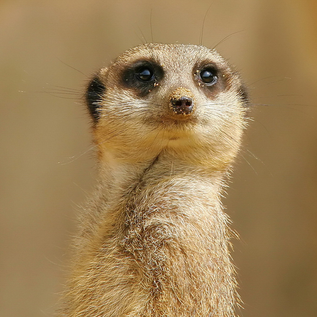 Внимательный взгляд суслика