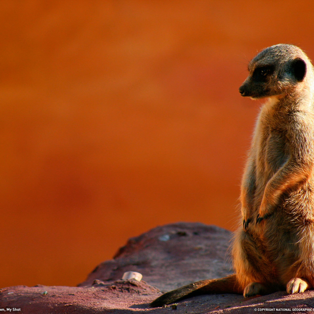 Суслик на посту