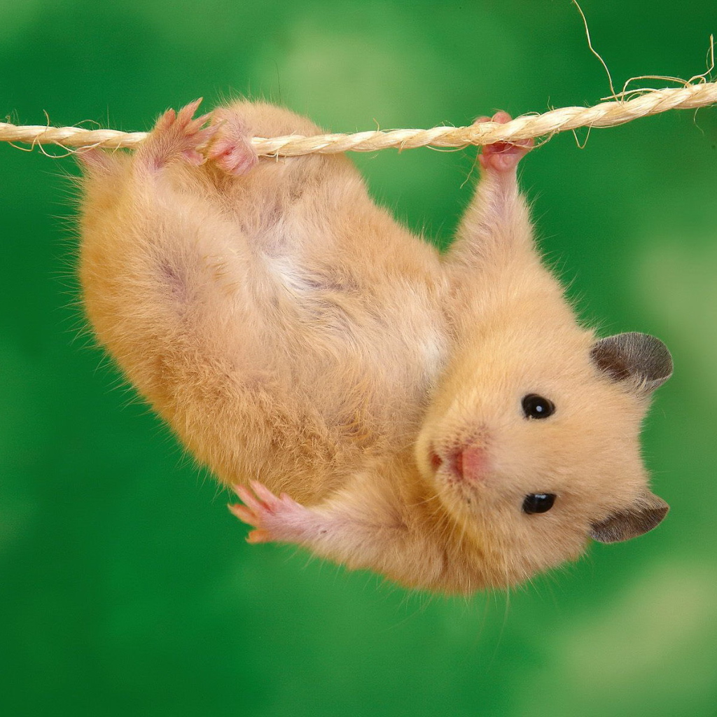 	   Hamster on a rope