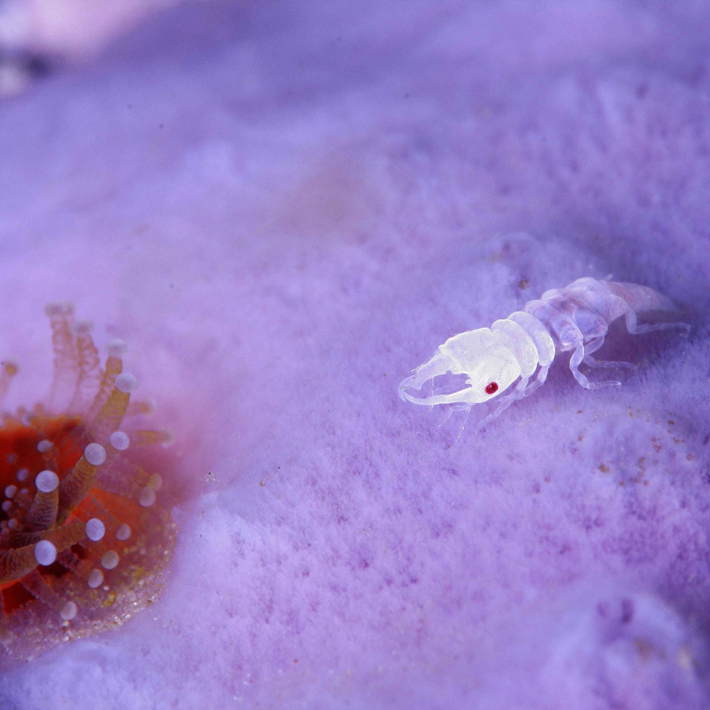 Прозрачное ракообразное животное