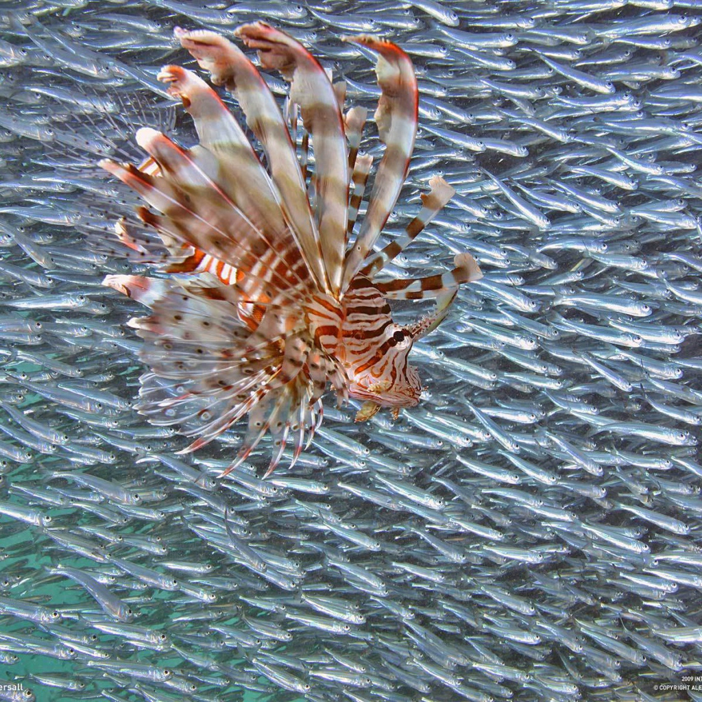 Стая мелкой рыбы