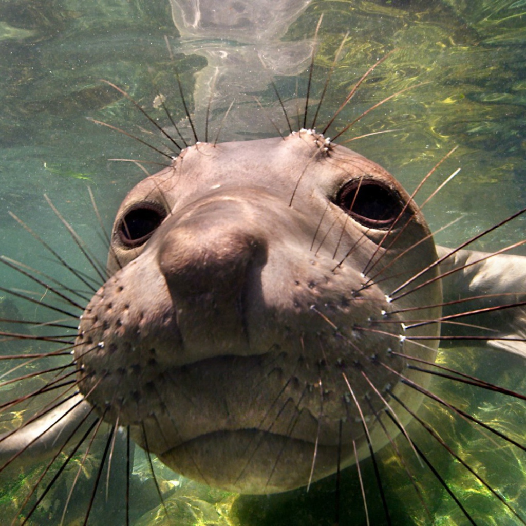 Животное морской слон