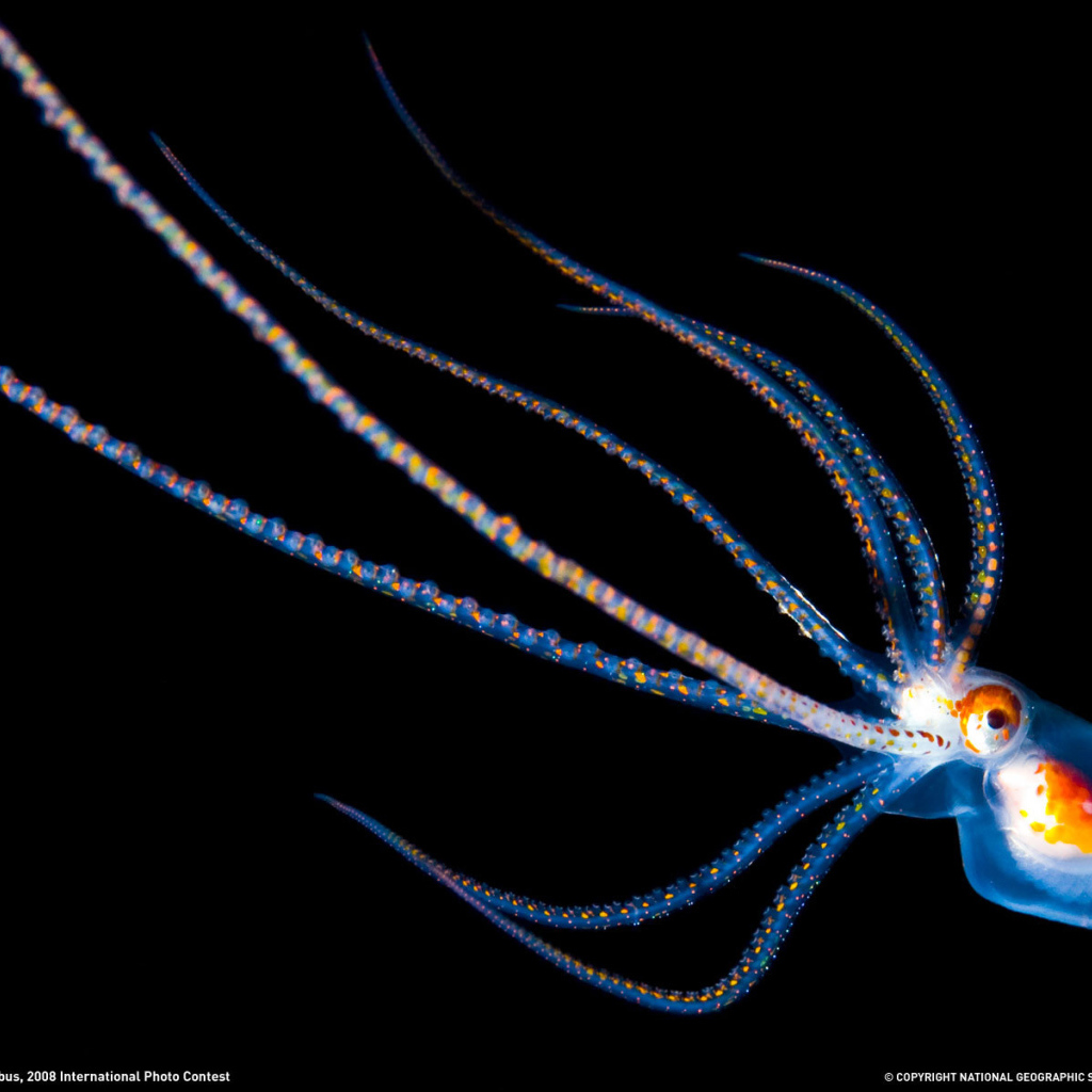 Детеныш осьминога