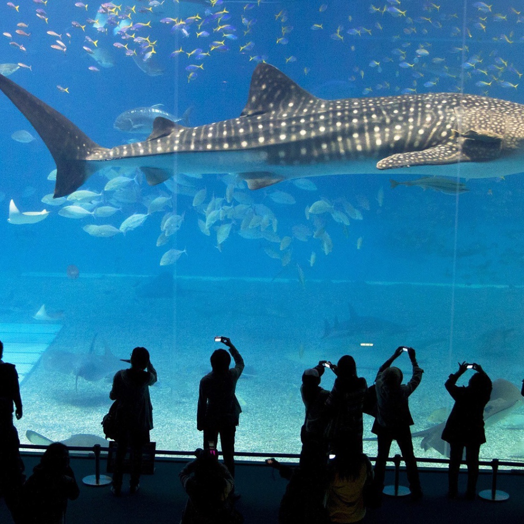 Большая рыба в океанариуме