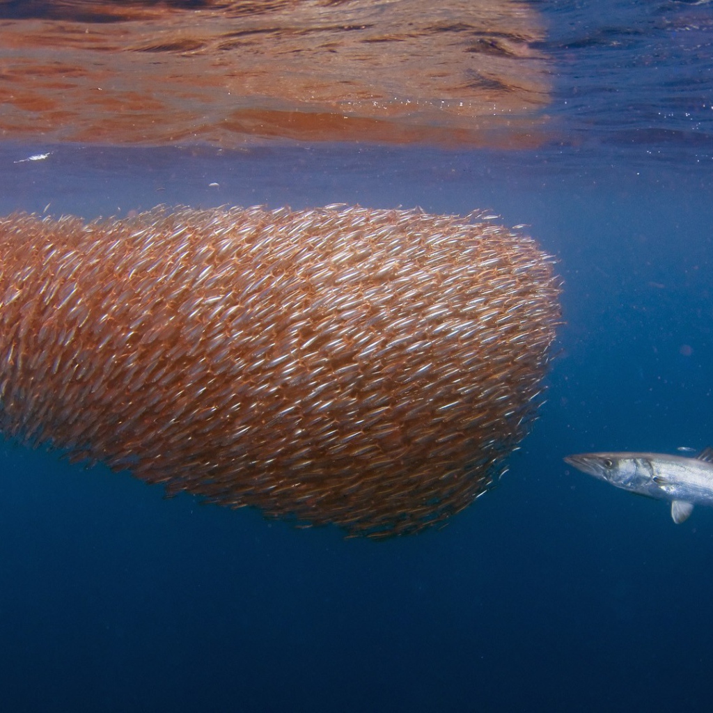Большая рыба у косяка мелких рыб