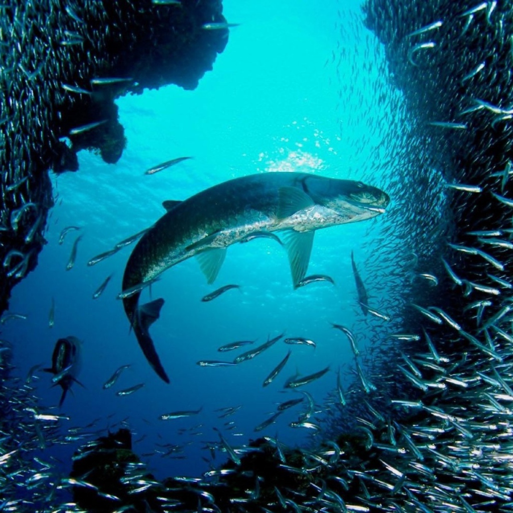 Большая рыба распугала мелких рыбешек