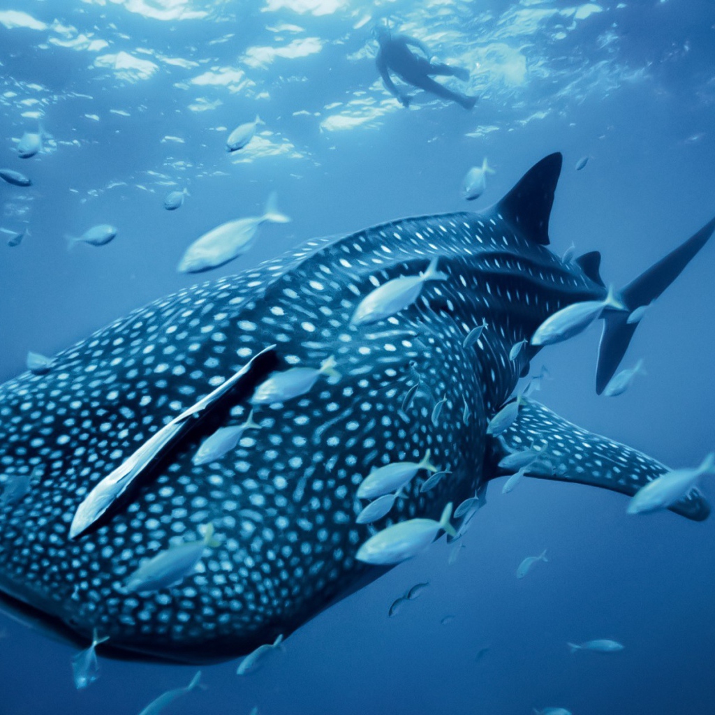 Большая пятнистая рыба в море