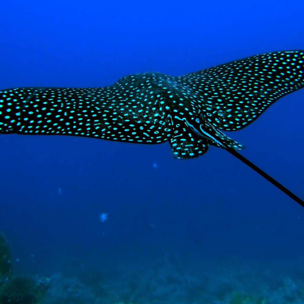 Черный скат стингрей