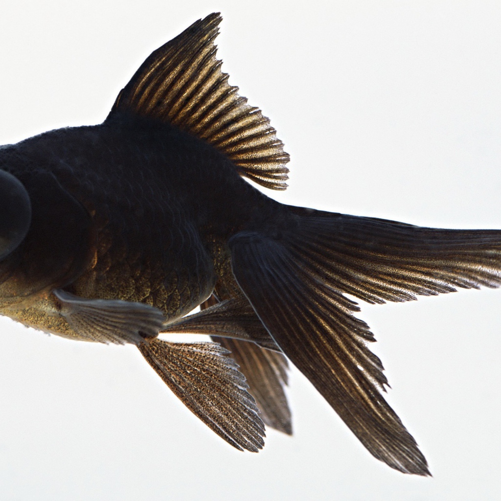 Черная аквариумная рыбка