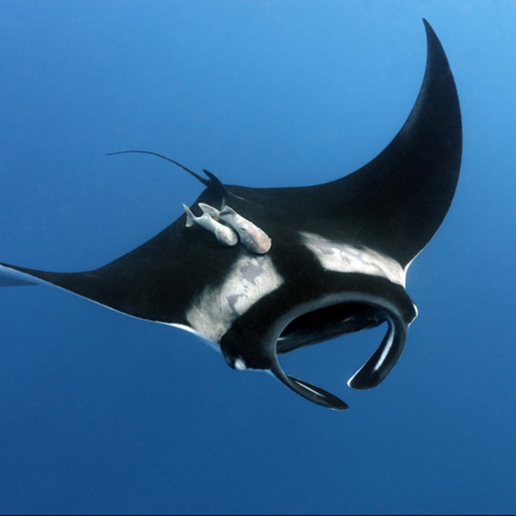 Черный скат в воде