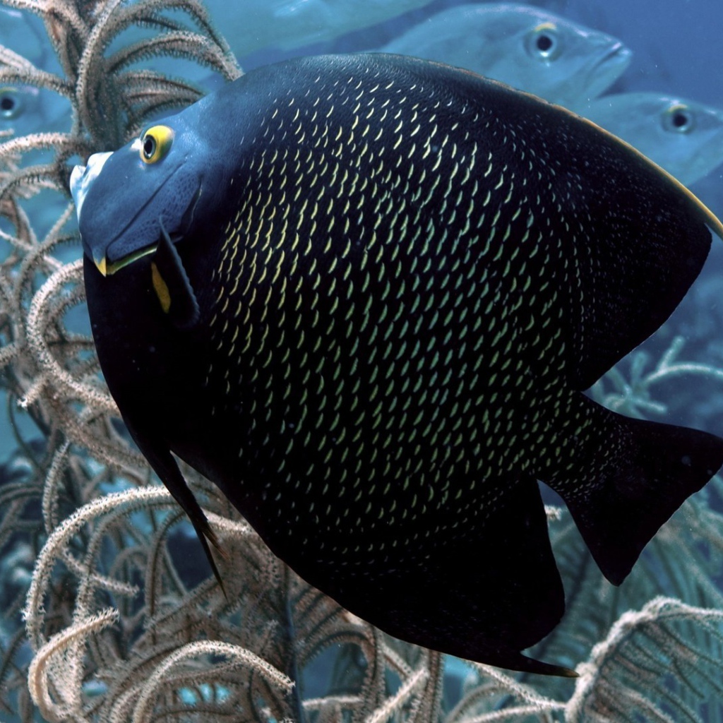 Черная тропическая рыбка