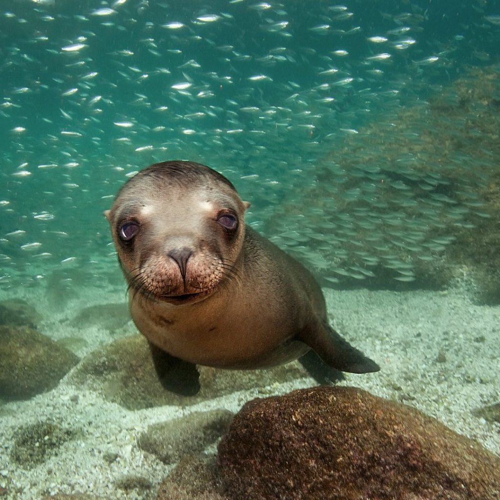 Калифорнийский морской лев