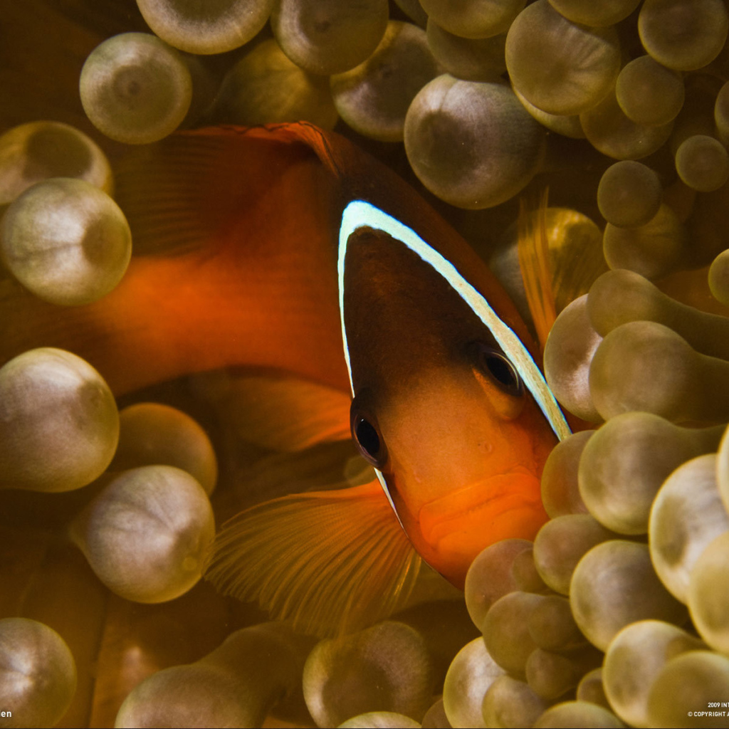 Коралловая  рыбка спряталась