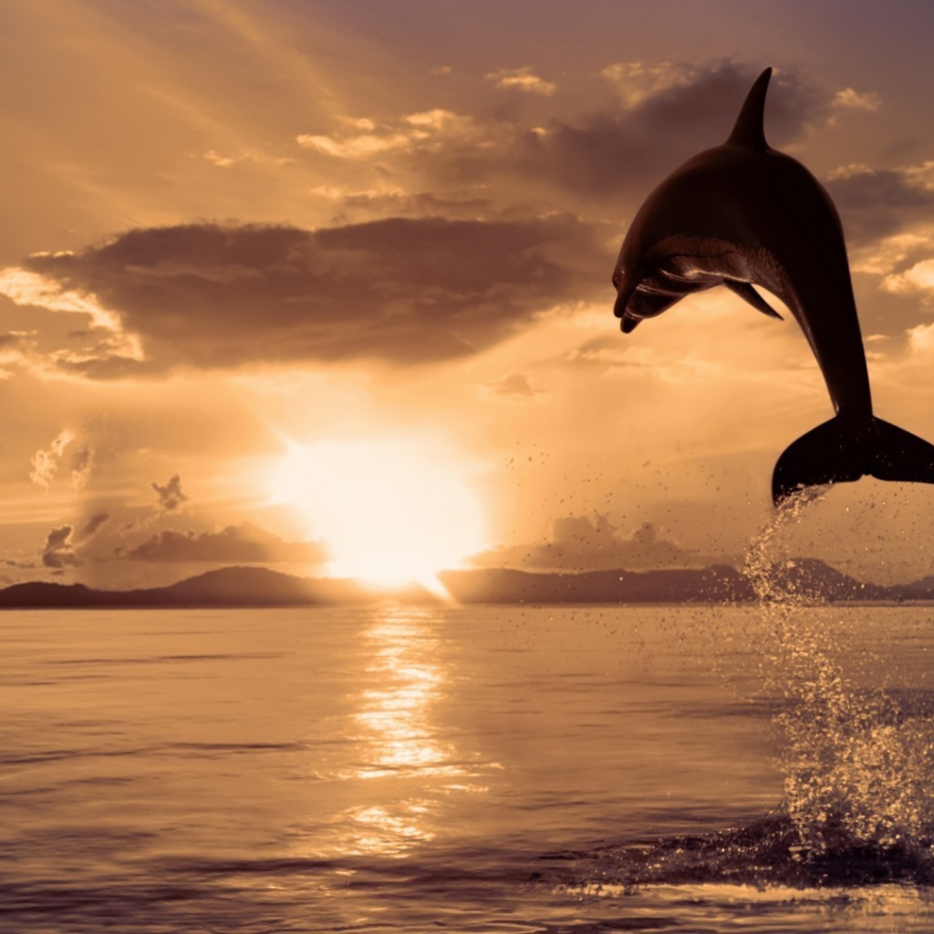 Дельфин высоко выпрыгнул из воды