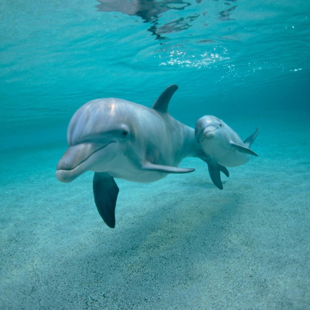 Дельфин с детенышем под водой