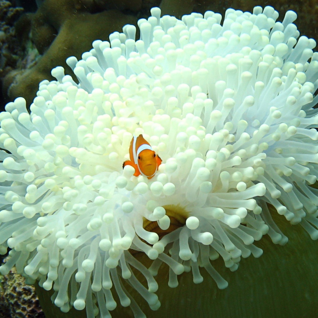 Рыба среди белых анемон