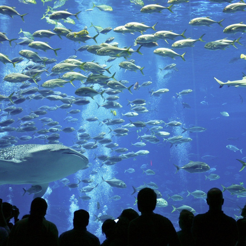 Рыбы в океанариуме