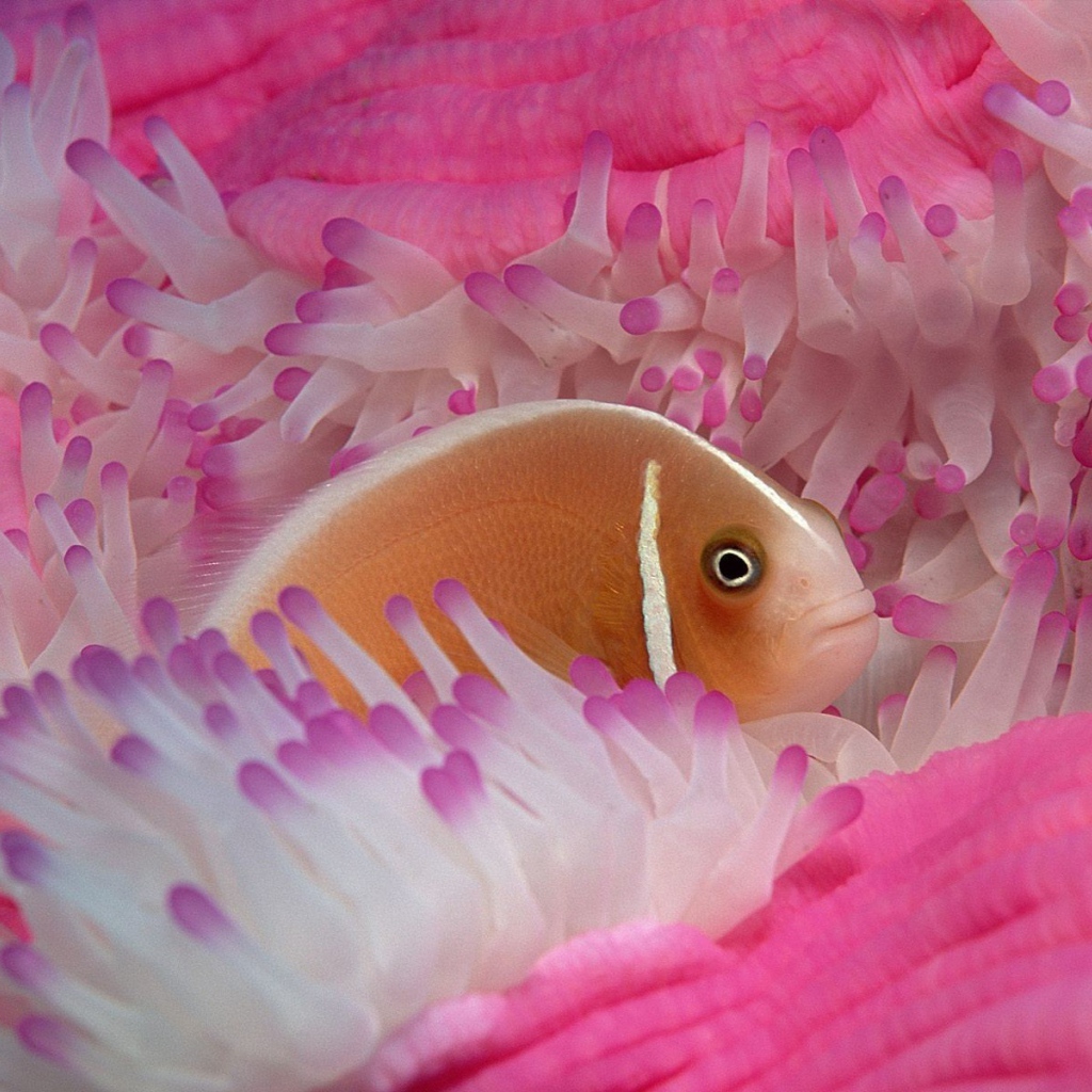Рыба среди розовых анемон