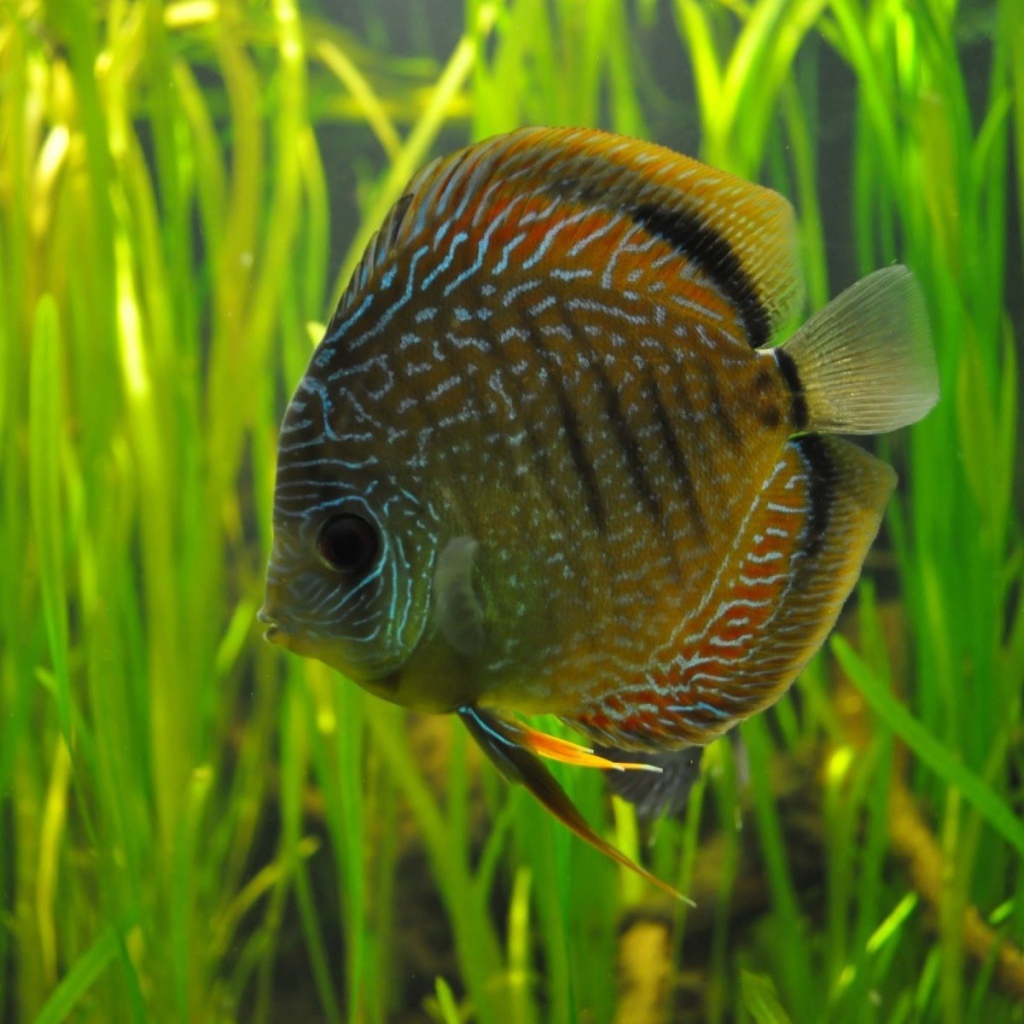 Рыбка на фоне водорослей в аквариуме