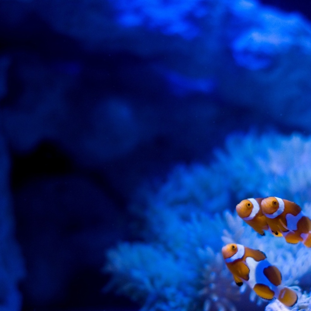 Рыбы на фоне голубых анемон