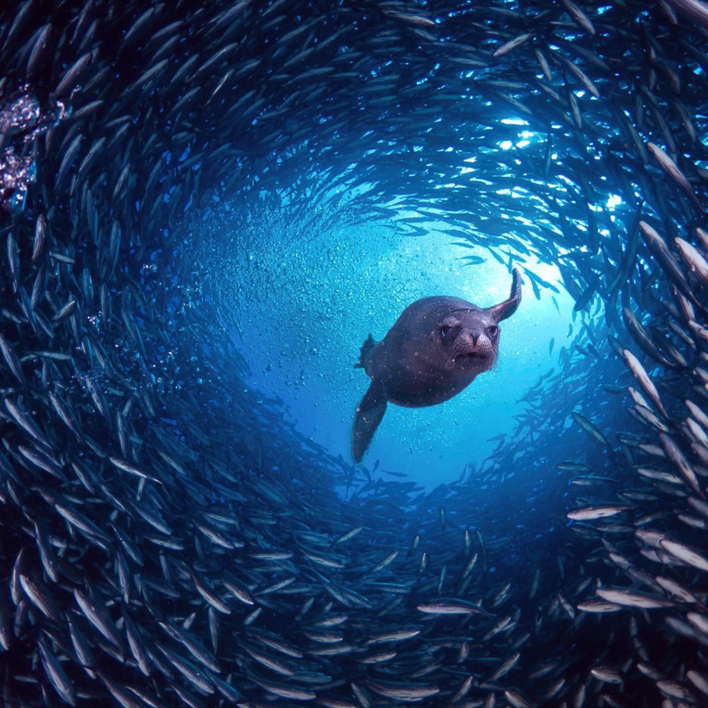 Галапагосский морской лев