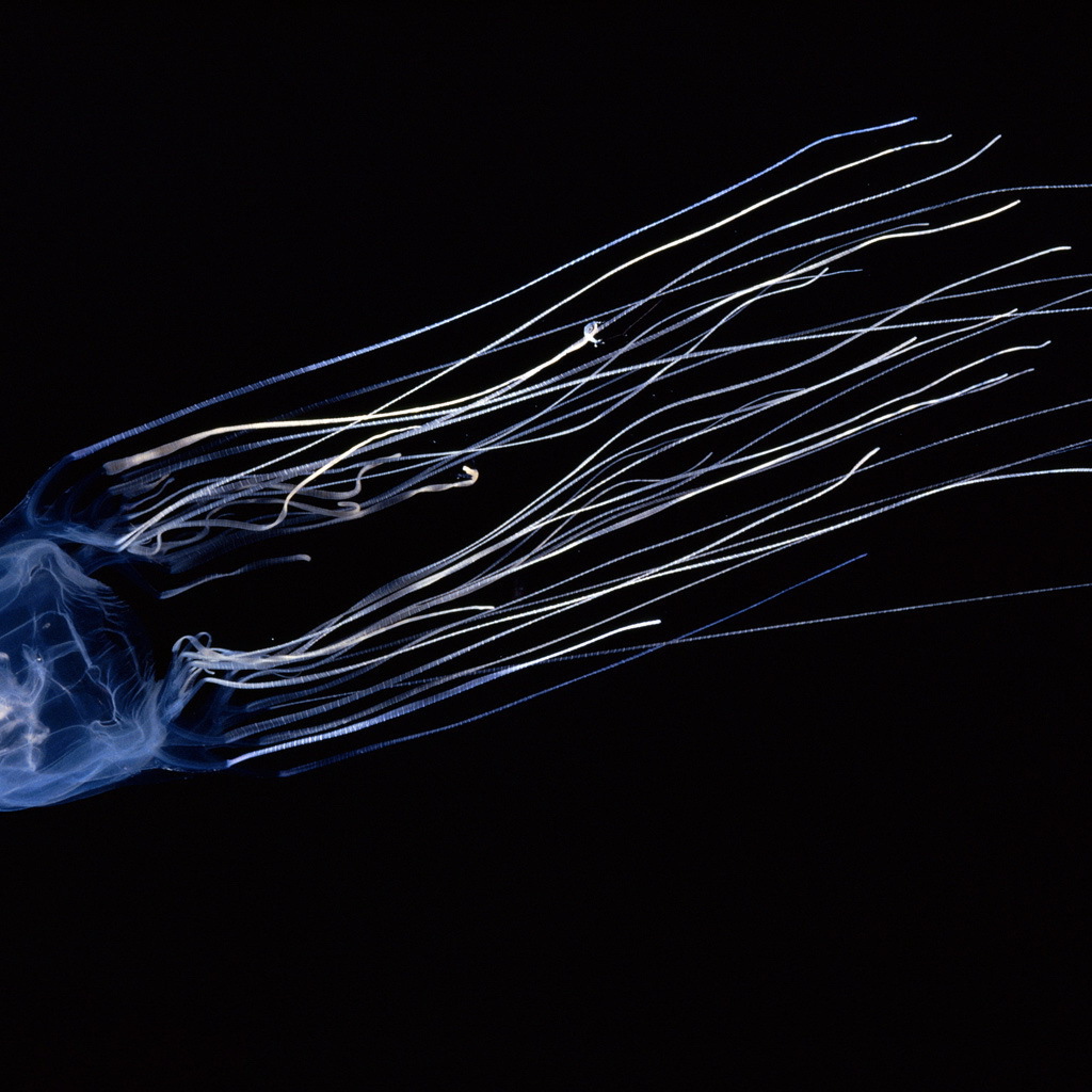 Светящаяся медуза