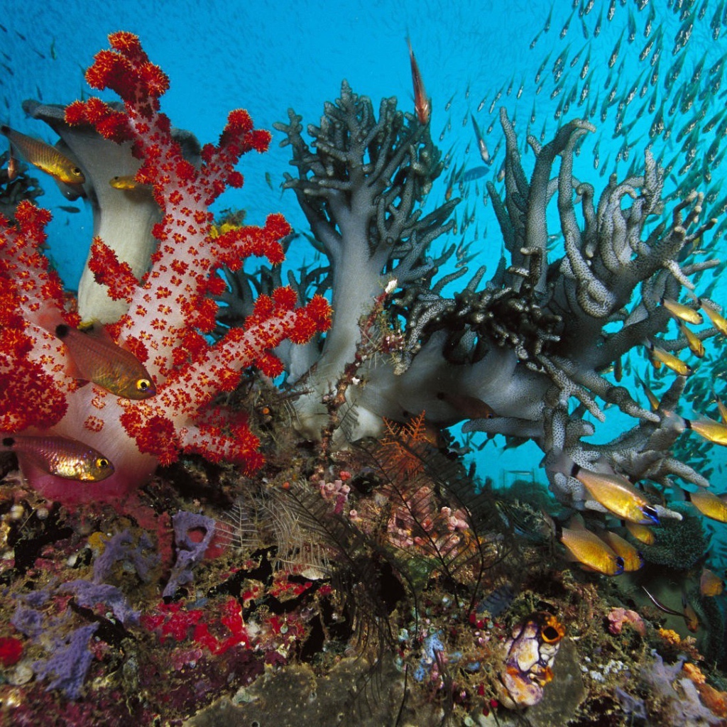 Золотые рыбки среди коралловых полипов