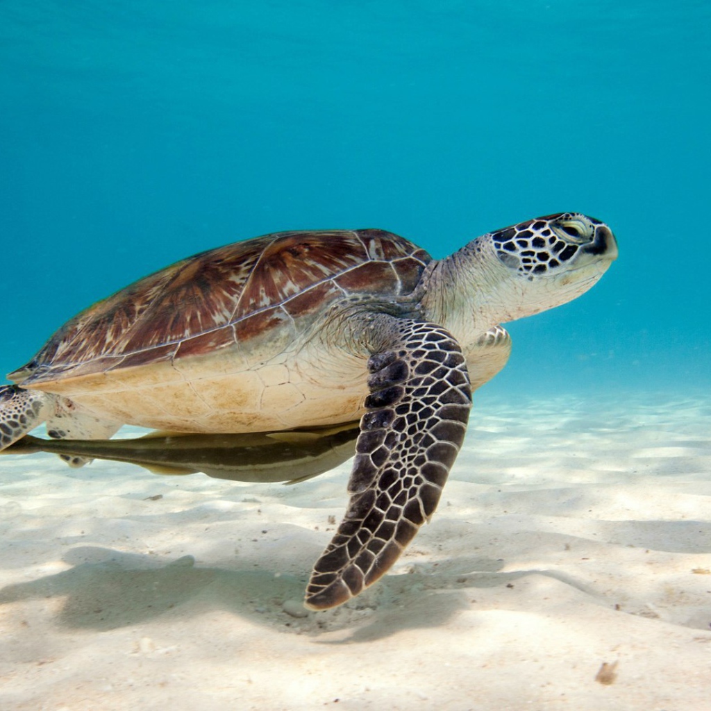 Зеленая морская черепаха