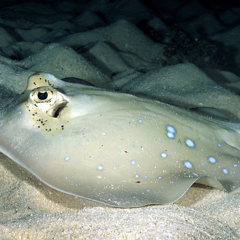 Серый скат на песчаном дне моря