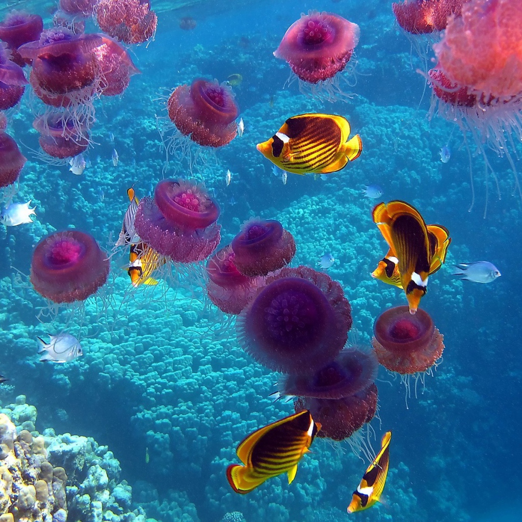 Медузы и рыбы в теплом море