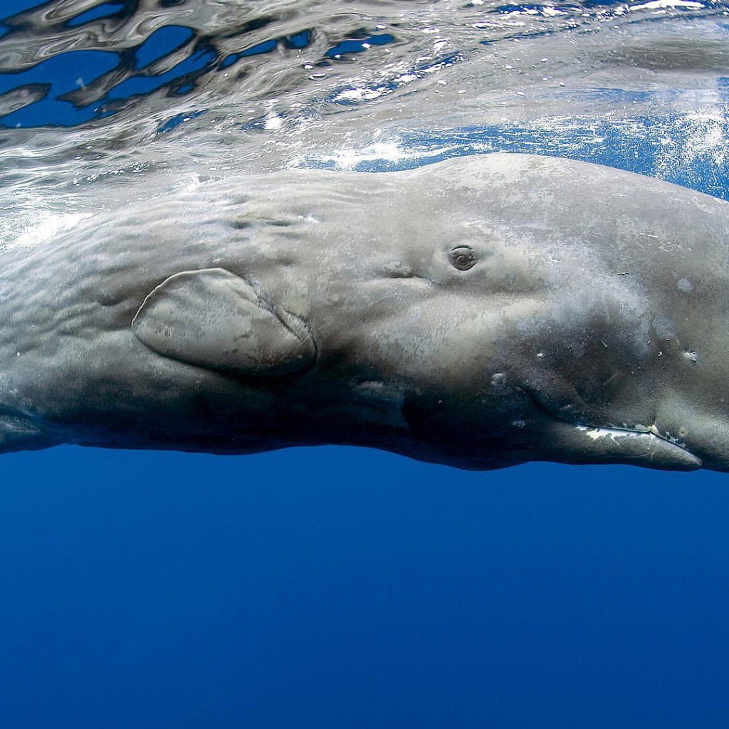 Касатка в голубой воде