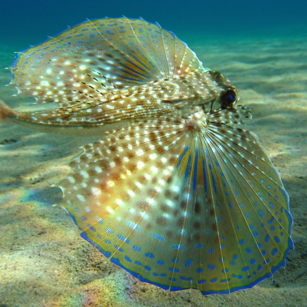 Большие плавники у рыбы