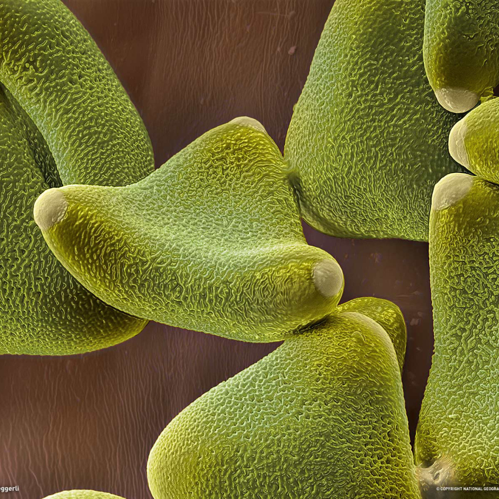 Жизнь под водой