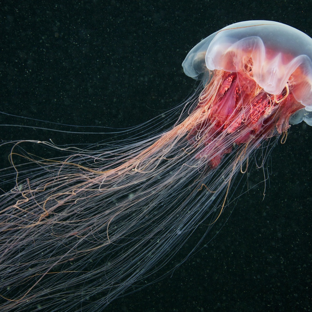 Медуза, черный фон