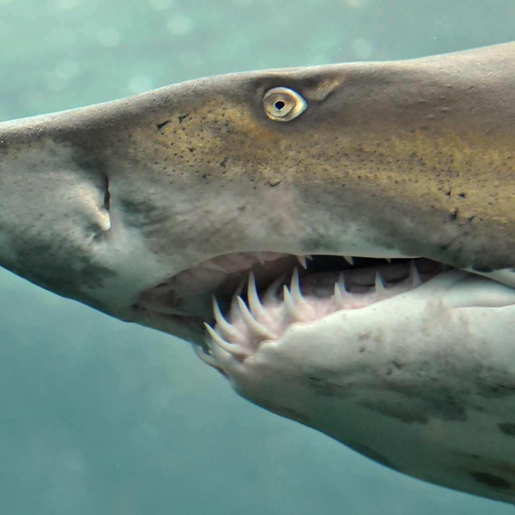 Морда свирепой акулы