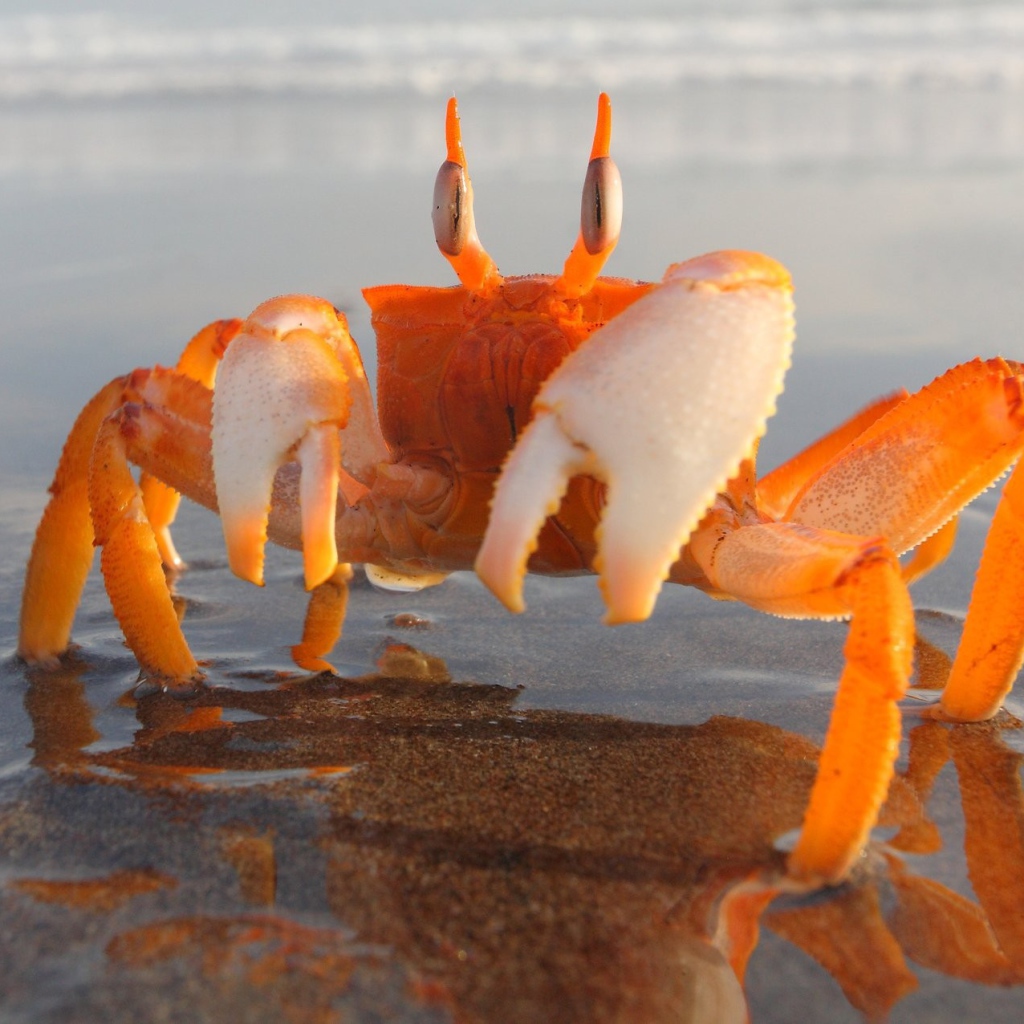 Оранжевый краб на мелководье