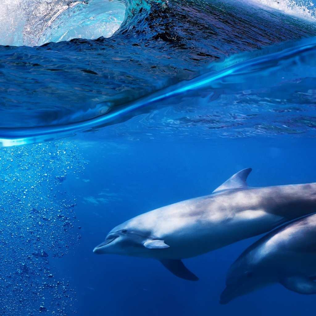 Пара дельфинов под водой