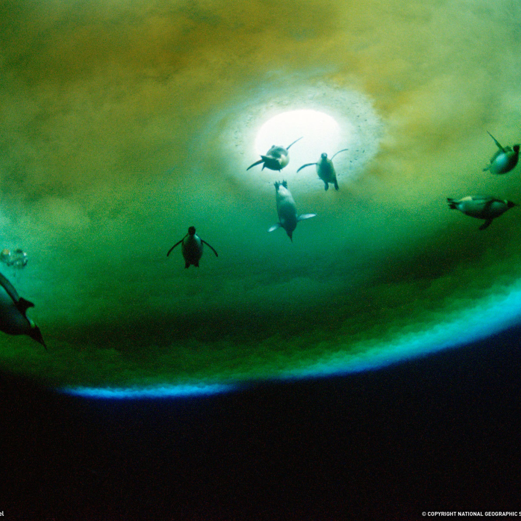 Пингвины около проруби